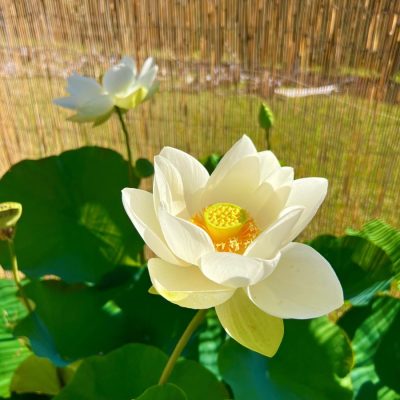 A white lotus flower in full bloom with green leaves, set against a bamboo screen and sunlit background.