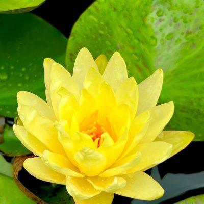 A yellow water lily in bloom sits on a pond surrounded by green lily pads with water droplets.