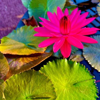 A bright pink water lily blooms among green and brown lily pads on the surface of a pond.