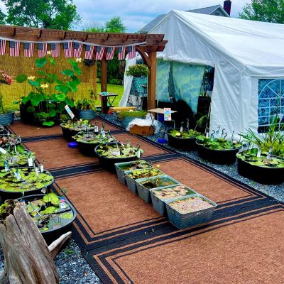 Outdoor garden area with aquatic plants in tubs, a rug pathway, a pergola with flags, and a white tent in the background.