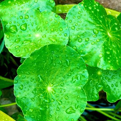 Close-up of green leaves covered with water droplets, with surrounding foliage and a brown surface in the background.