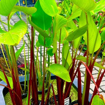 Tall green and red aquatic plants in black pots sit in shallow water near a stone walkway in a garden setting.