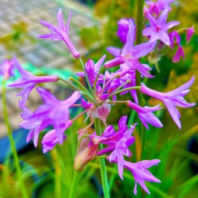 A close-up of a cluster of small, vibrant purple flowers with green leaves and blurred garden background.