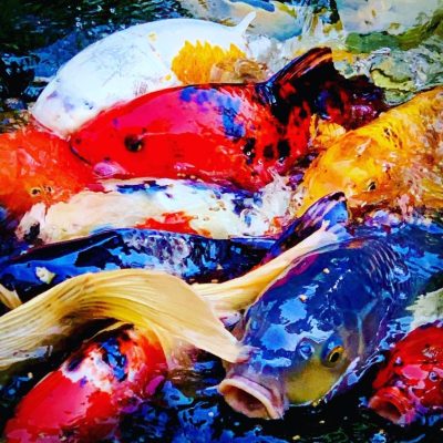 A group of colorful koi fish swim closely together near the water’s surface.