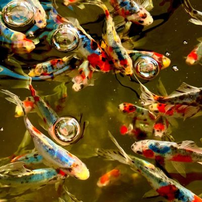 Koi Fish, Goldfish & Pond Fish Shopping in New Jersey at That Pond Place