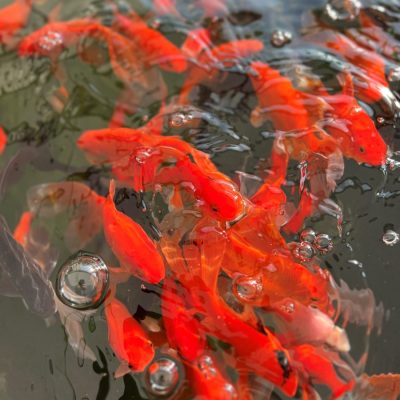 Bright orange fish swim near the water’s surface among bubbles and reflections.