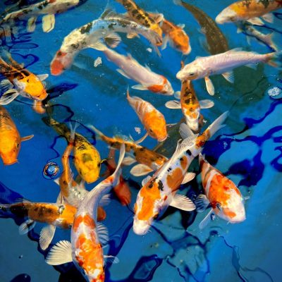 Colorful koi fish swim in clear blue water, displaying orange, white, black, and yellow patterns.