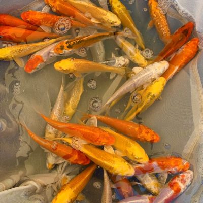 A group of orange, yellow, and white koi fish swim together in shallow, clear water with air bubbles.