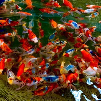 A group of colorful koi fish swim in clear water above a green mesh net.