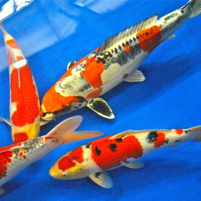 Four colorful koi fish swimming in clear blue water.
