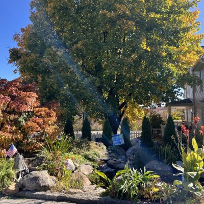 A landscaped garden with rocks, plants, a small pond, and a large tree beside a house on a sunny day.