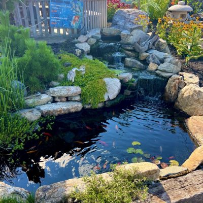 Small garden pond with rocks, koi fish, water lilies, waterfall feature, and surrounding plants on a sunny day.
