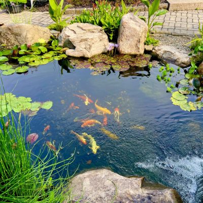Koi Fish Ponds & Water Features in New Jersey at That Pond Place