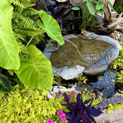 Small garden pond with a stone water feature, surrounded by lush green plants and pink flowers.