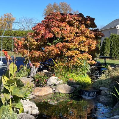 A landscaped backyard features a pond with rocks, plants, and a tree with red and orange autumn leaves.