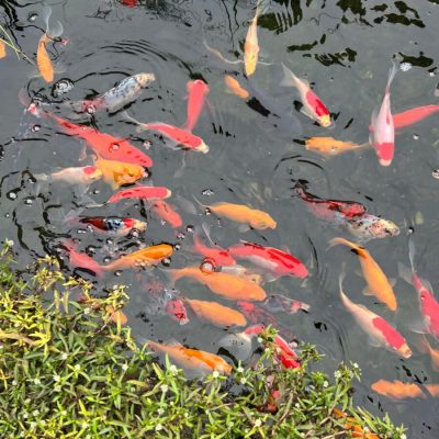 That Pond Place Gold Fish Ponds & Water Features in New Jersey