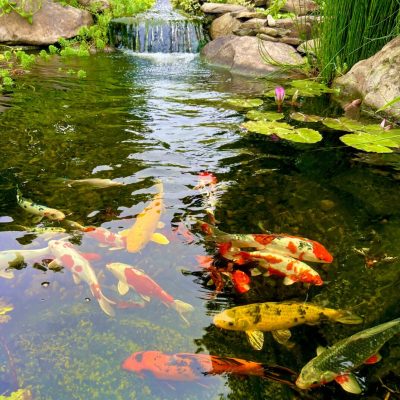 That Pond Place Koi Fish Ponds & Water Features in New Jersey