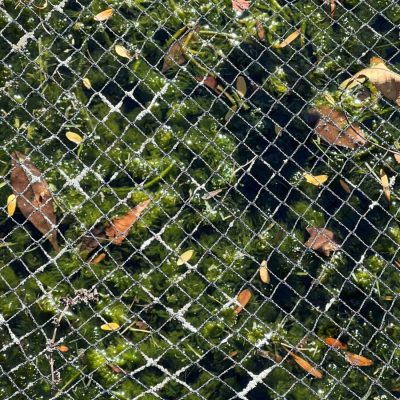 A mesh wire fence overlays mossy ground scattered with dry leaves and small twigs.