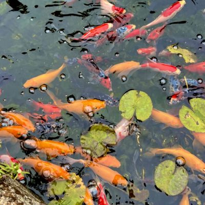Colorful koi fish swim in a pond with lily pads floating on the water's surface.