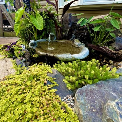 Small garden pond with a decorative stone birdbath, surrounded by lush greenery and rocks near a house.
