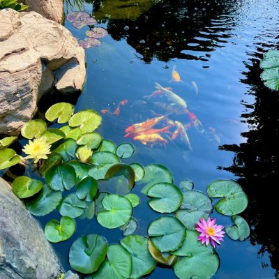 Koi fish swim in a pond surrounded by rocks, water lilies, and lily pads under bright daylight.