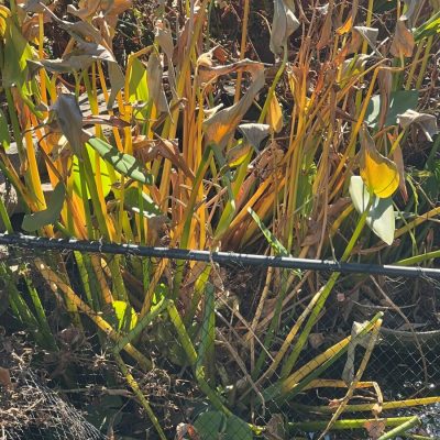 Green and yellow leaves grow densely behind a black chain-link fence under bright sunlight.
