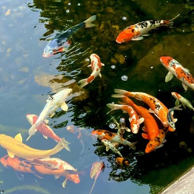 Colorful koi fish swim near the surface of a pond, with reflections and bubbles visible in the water.