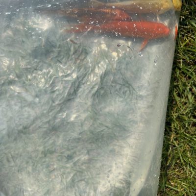 Two fish in a plastic bag filled with water, lying on grass.