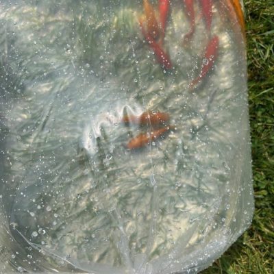 Clear plastic bag filled with water and several goldfish resting on green grass.