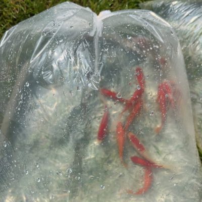 Clear plastic bag filled with water containing several small orange fish, placed on green grass.