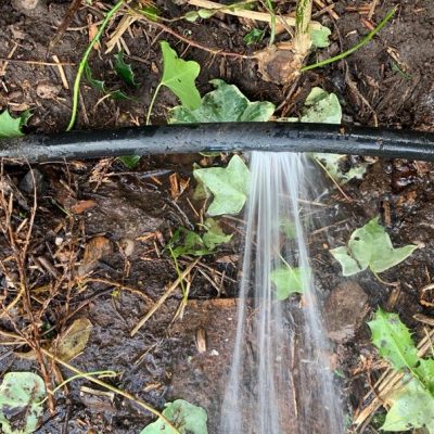 A black garden hose is spraying water from a leak onto wet soil and green leaves.