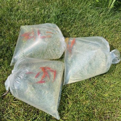 Three clear plastic bags filled with water and live goldfish placed on green grass near a pond.