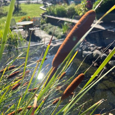 Close-up of cattails by a pond with patio chairs, garden, and parked vehicles in the background on a sunny day.