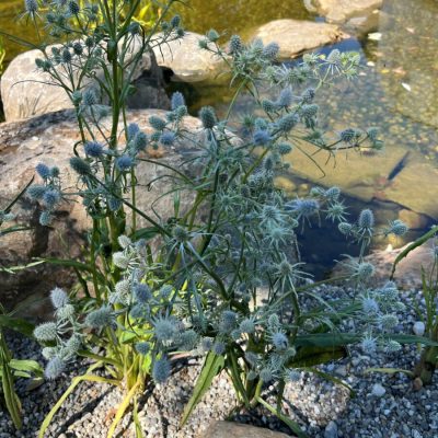 Spiky green and silver thistle-like plant growing among rocks next to a pond with water and visible fish.