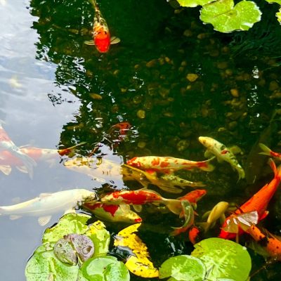 Colorful koi fish swim in a pond with green lily pads floating on the water’s surface.