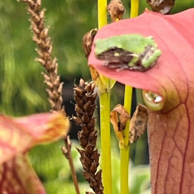 A small green frog sits on the edge of a pink pitcher plant, surrounded by grass and dried seed heads.