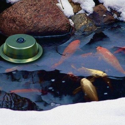 Colorful koi fish swim in a partially frozen pond with snow on the edges and a green floating de-icer on the water.