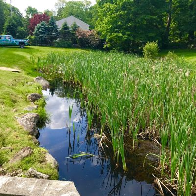 A small pond with tall reeds beside a grassy area and a parked blue truck in a suburban green space.