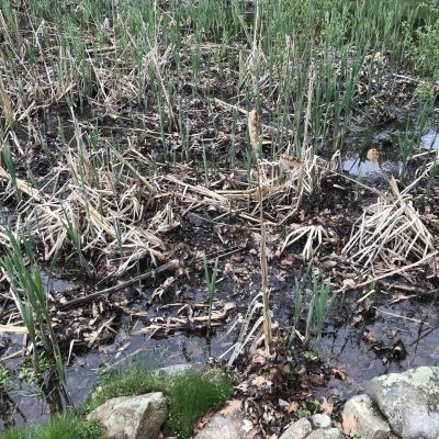 Wetland area with water, rocks, tall green and brown reeds, and some dry leaves on the ground.