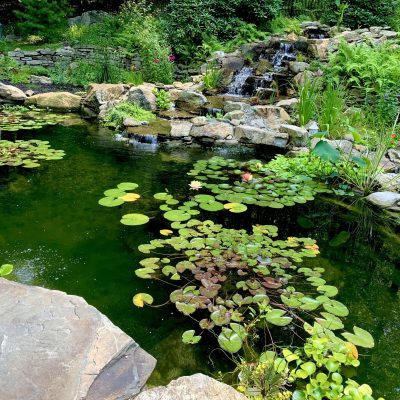 A backyard pond with lily pads, rocks, plants, and a small waterfall surrounded by lush greenery.