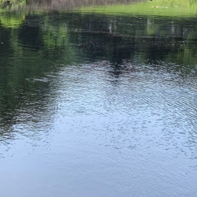 A still pond reflects trees and sky, with a grassy bank and soil visible along the far edge.