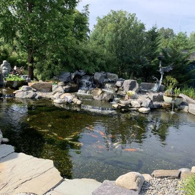 A landscaped garden pond with koi fish, stone edging, small waterfall, and surrounding trees and plants.