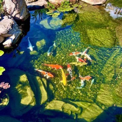 A clear pond with colorful koi fish swimming over rocks, surrounded by stones and aquatic plants.