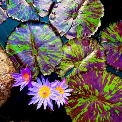 Variegated green and purple lily pads float in water beside two blooming purple water lilies with yellow centers.