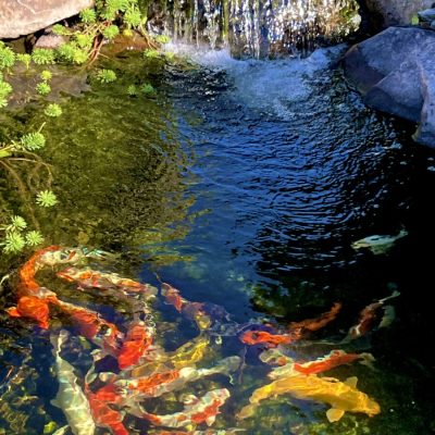 Colorful koi fish swimming in a clear pond beneath a small waterfall surrounded by rocks and green plants.