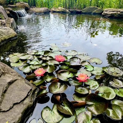 Pond with green lily pads, three blooming pink water lilies, rocks, and a small waterfall in the background.