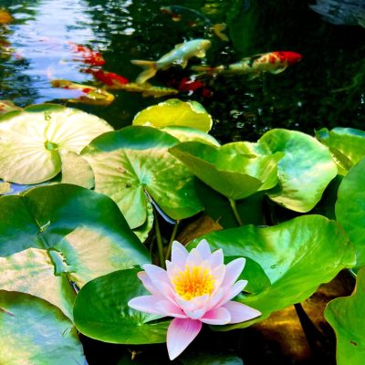 Pink water lily on green lily pads in a pond with colorful koi fish swimming in the background.