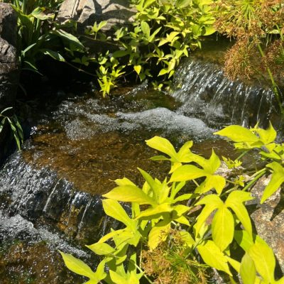 Small garden waterfall flowing over rocks surrounded by bright green plants in sunlight.
